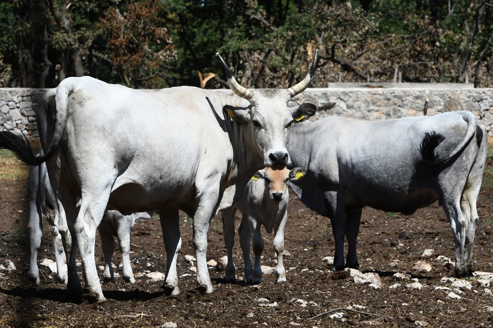Istarsko govedo jedno je od simbola Istre kojeg se uzgajivači trude spasiti od nestanka (Snimio Milivoj Mijošek)
